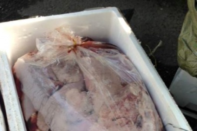 Bắt giữ gần 1 tấn nội tạng thối nhập từ Trung Quốc